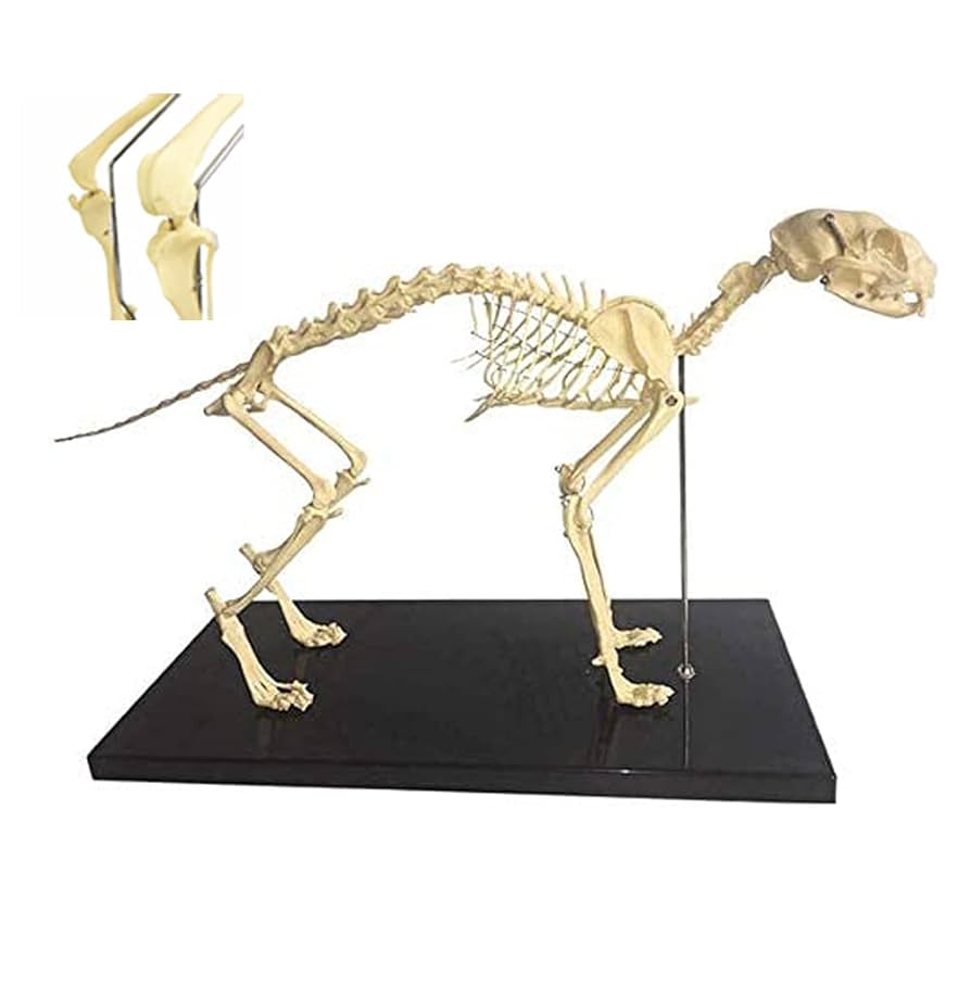 【新品未使用】Elenco 猫の全身骨格模型 ネコ (Felis catus) 全身骨格模型 1/2サイズ その他置物
